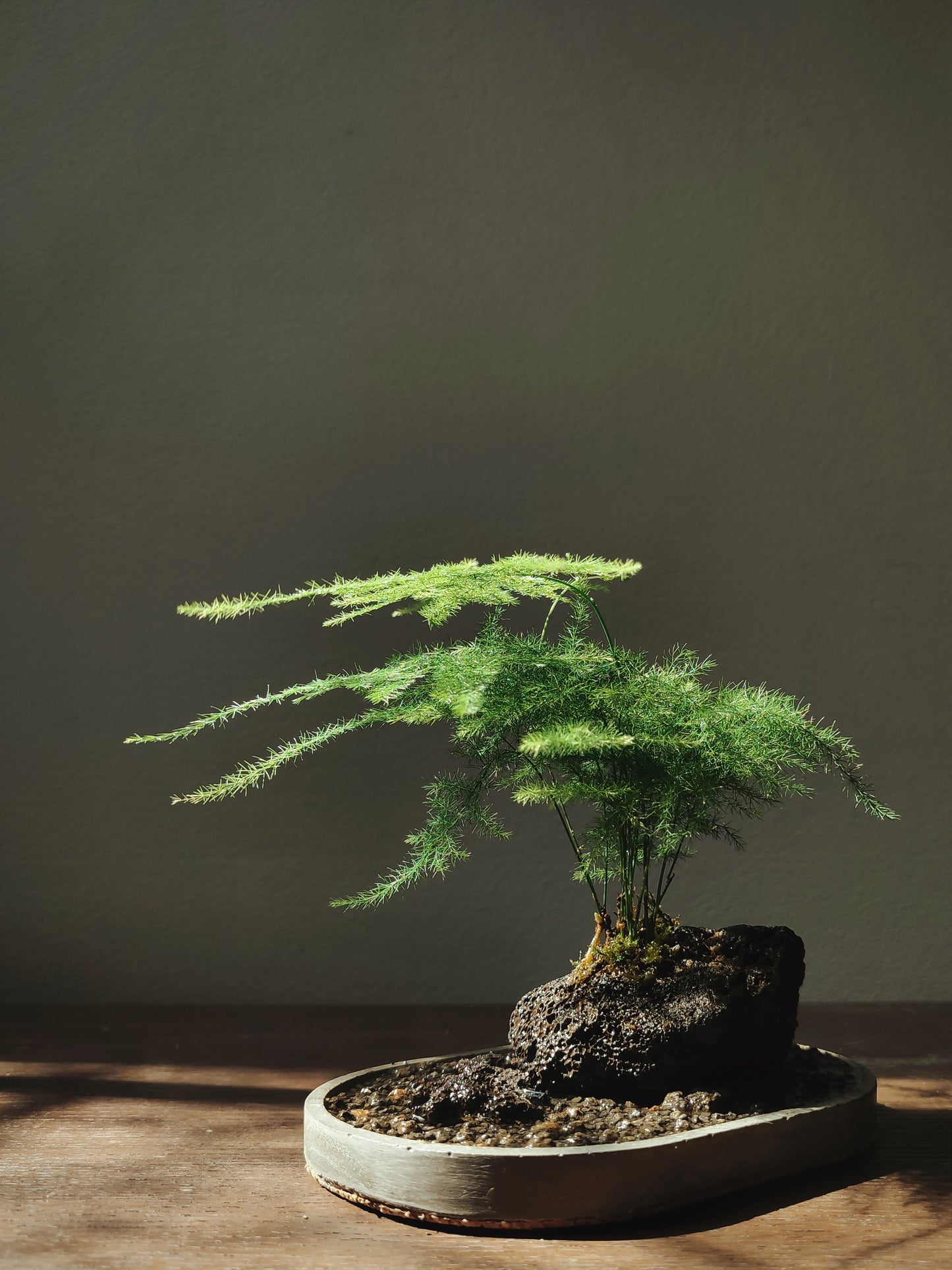 Plante sur pierre de lave et coupelle en béton