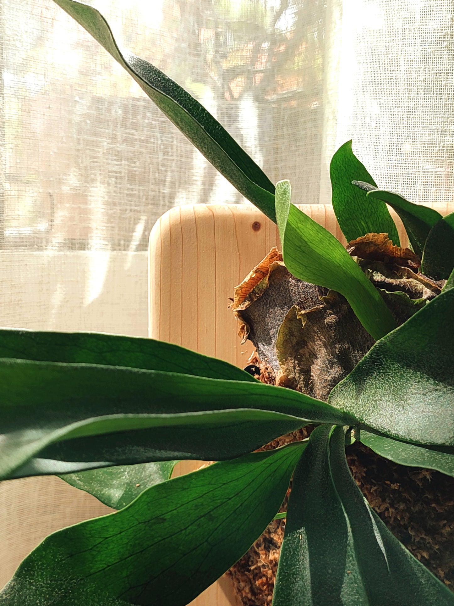 Platycerium sur support en bois et socle en béton